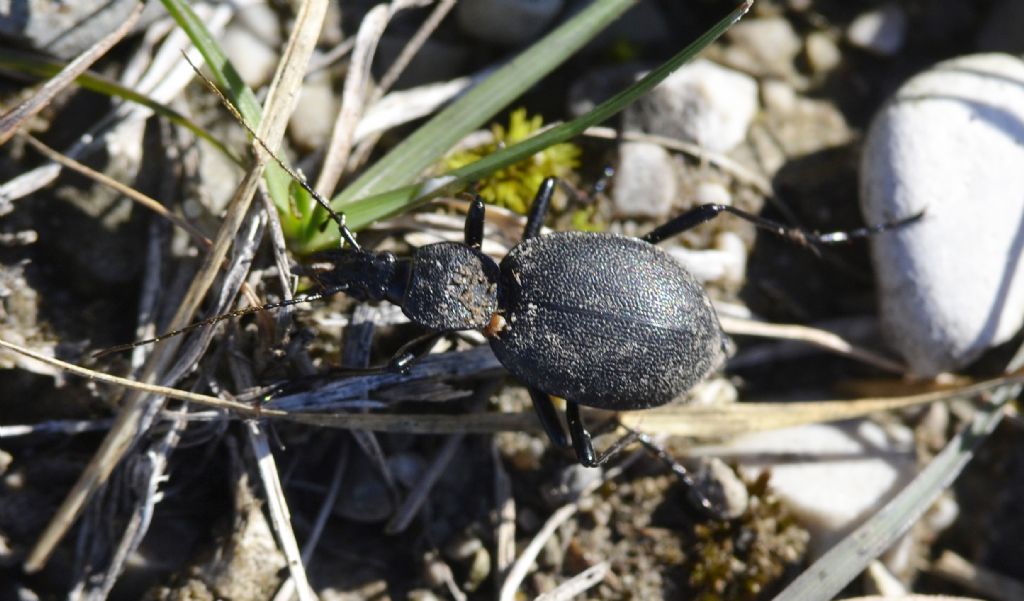 Cychrus caraboides (Carabidae)